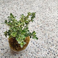 斑葉六月雪苔球│陽台植物│喜光植物│觀葉植物