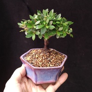 日本早乙女杜鵑 盆景 獨杆 皋月杜鵑 植物 禮物 盆栽 plant bonsai tree gift 【實拍。只此一盆】👑9年五星老店