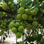 Malaysia Stock Fast Shipping Anak pokok bidara epal hybrid