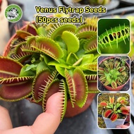 50Pcs/bag 100% Legit Venus Flytrap Seeds Fly Trap Funny Plants Seeds Bonsai Seeds for Gardening Venu