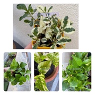 Njoy Pothos,Anak Pokok Money Plant,Real Live Plant