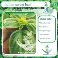 Best-selling Promo Italian Sweet Basil Basil Imported Toga – Fragrant and Aromatic Plants (Ocimum ba