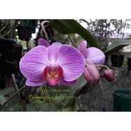 Anggrek Phalaenopsis Anggrek Bulan -Dewasa