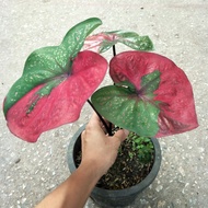 Caladium Red Beret / Cat Tumpah