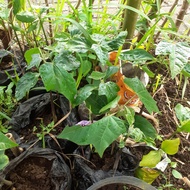 muncang adu bibit jayanti