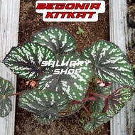 Tanaman Hias Bunga Begonia Rex Kitkat