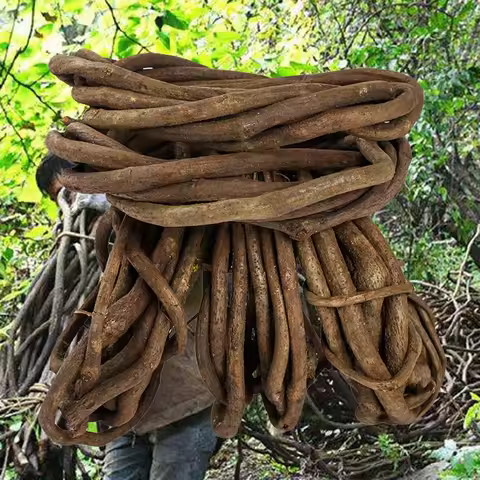 Real Plant Artificial Green Leaf Flower Alive Banyan Tree Branch Silk Background Photography Home Of