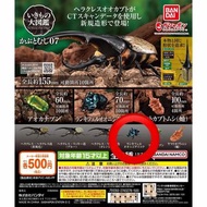 ［全新未開］ 甲蟲 大圖鑑 07 閃藍色甲蟲 扭蛋
