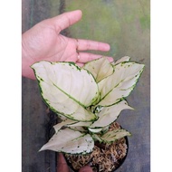 Sindo - Aglaonema Super White Live Plant 0E94HRXJCG