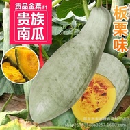 Sweet Powder Glutinous Pumpkin Seeds New Product Planting Golden Strip Chestnut Chestnut Scallops Pu