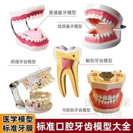 Dental Oral Model 6 Times Teeth Contrast 4 Times Teeth Decomposition 2 Times Teeth Development Evolu
