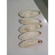 Cuttlefish bone pickles, cuttlefish bones for reptiles, etc.