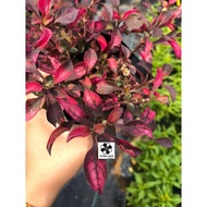 ANOR - Alternanthera Red plant / Anak Pokok Pokok Alternanthera Merah