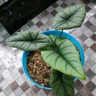 tanaman hias alocasia regina/regina bisma