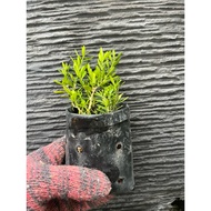 黄杨盆栽/pokok huang yang/bonsai buxus/ boxwoods plant