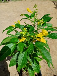 ต้นทองอุไร ไม้มงคล ดอกสีเหลืองสดใส ออกดอกทั้งปี สูง50-60ซ.ม
