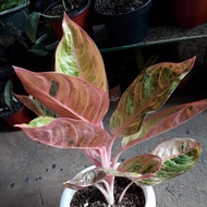 Promo bibit bonggol Aglaonema Evita golden aglonema evita golden