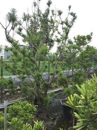 【盛宏園藝】黃金五葉松︱2呎植袋台灣五葉松︱五葉松樹-頭徑11公分，高度250公分(請自取)