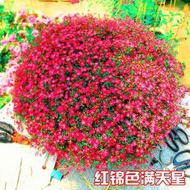 【In Stock】Gypsophila Seeds Potted Flowers And Plants Seeds