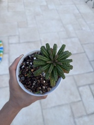 稀有 變異種 皺葉 泡泡 巨琉桑 非普通泡泡 葉子更肥更短更緊密