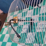 ANTENA TPLINK BUAT NEMBAK WIFI