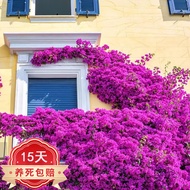 Beauty  Bougainvillea Vines Potted Double-Petal Indoor and Outdoor Courtyard Balcony Flower Plant