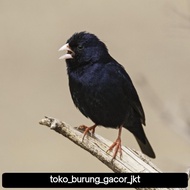 burung indigo village finch pilihan
