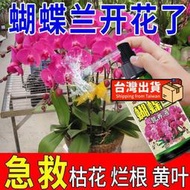 【樂樂屋】【花肥】蝴蝶蘭營養液 快速生根開花促花催花防黃葉爛根蝴蝶蘭花肥料 專用肥