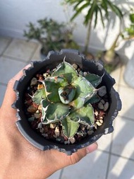 龍舌蘭 塊根植物 藍鯨 白鯨 仁王冠 嚴龍 Agave tropical succulent 多