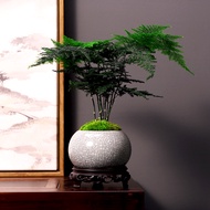 Small bonsai of asparagus potted plant seeds in indoor hydroponics and hydroponics.