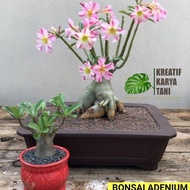 Bonsai adenium bonggol besar - Bonsai adenium kemboja jepang