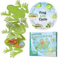 GiftAmaz Frog Anatomy Model Dissection Kit for Kids, Soft Felt Frog Science Lab Toy, Biology and Lif