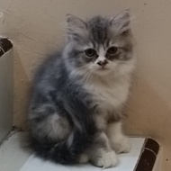 Lepas Adopsi Kucing Persia Kitten Abu2 cantikk murah