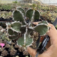Volcanic Euphorbia Euphorbia mlanjeana Block Root Plant Euphorbia Plant