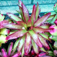 Bromeliad Neoregelia shelldance. 1st cover for ref. actual plant ref to 2nd pic