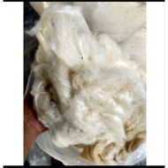Kekabu asli premium 1kg kekabu kampung@kekabu pokok