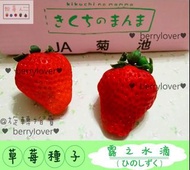 ❤️粉莓人🖤日本草莓種子10顆 菊池糖蜜 熊本蜜糖  露之水滴