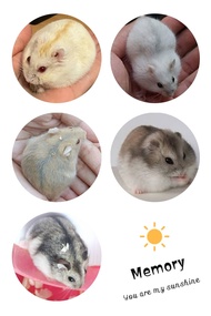 HAMSTER Winter white jinak total golden, earl, Argente, Abu2, Tiger