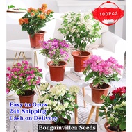 Ready Stock Mixed Dwarf Bougainvillea ​100pcs Hot Sale Flower Seeds for Planting Rare Beautiful Easy