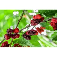 Mulberry hybrid live plant 桑树苗anak pokok Mulberry