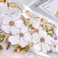 MS0002 金櫻子Kim Sakurako金桜子 / 紙膠帶 Masking Tap