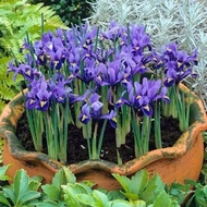[1600 within One Week+People Fighting Order] German Iris Bare Root Iris Seedlings Years Old Balcony 