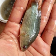 bibit ikan betik betok/papuyu