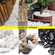 【SG Evergreen】Decorative Pebbles Garden Landscaping Stones White River Rocks River Stones for Aquari