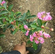 Bibit Tanaman Bunga Sakura Pink BERBUNGA