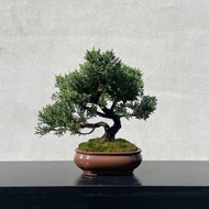 小品盆栽-紀州真柏 盆景 送禮