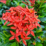 ixora,bugnya ixzora,baby plant ixora,real plant,outdoor plant