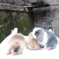 kelinci anakan fuzzy lop