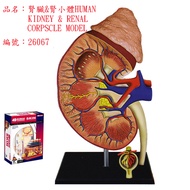 4D MASTER HUMAN模型/腎臟