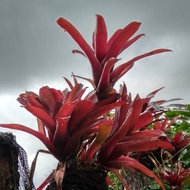 Tanaman Hias Bromelia Fireball - Bromelia Merah